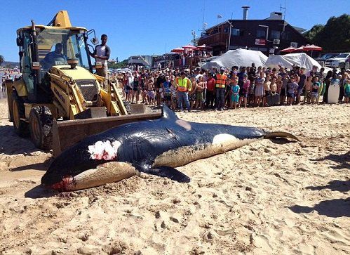 虎鲸在南非海滩搁浅死亡腹中满是垃圾令人震惊