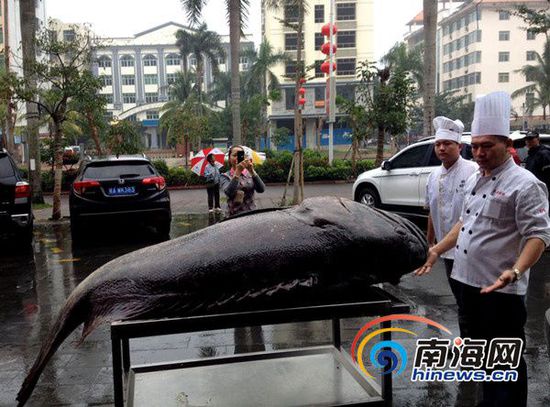 琼海一家饮食连锁企业以26000元高价采购到店。(网友供图)