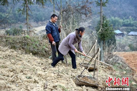 段丙英教小叔做农活 陈家胜 摄