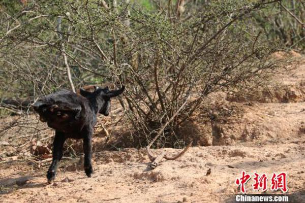 云南两条腿走路“羊坚强”成当地名羊