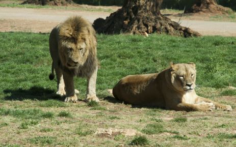 Generic lions. Picture: Freeimages.com