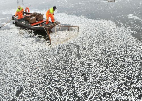 福州海鱼溯河死亡原因初步查明 因盐度过低