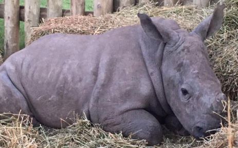 One of the two orphaned rhino calves, Binky, who survived a poaching attack at an Eastern Cape reserve. Picture: Facebook.