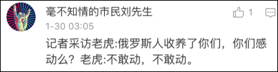 俄罗斯一男子养10只老虎当宠物 每天同住同睡