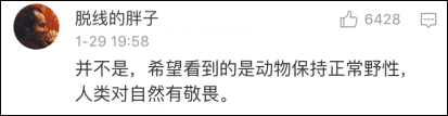 俄罗斯一男子养10只老虎当宠物 每天同住同睡