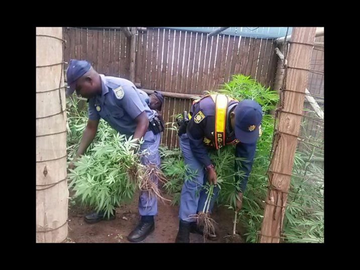 Police confiscate the dagga found on the farm.