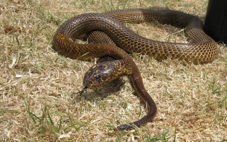 A Cape cobra, Naja nivea. Picture: Wikimedia Commons/John Richfield.