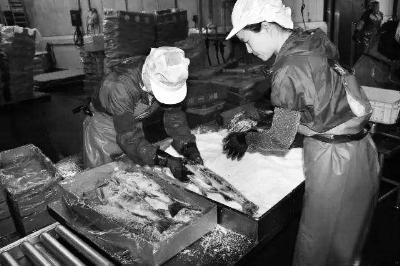 中国研修生在日本实为低端劳动者，从事往鲑鱼身上抹盐等简单工作 图/新华国际