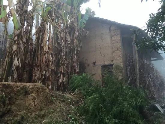 马泮艳家倒掉的老屋如今已长满芭蕉树。