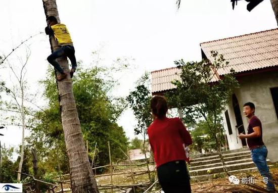 阿笋的弟弟爬上椰子树摘椰子。