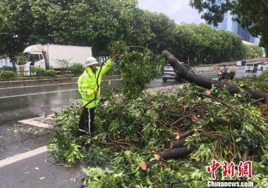 荔湾区花地大道一棵大树被狂风吹倒，横在马路上。　广州交警 摄
