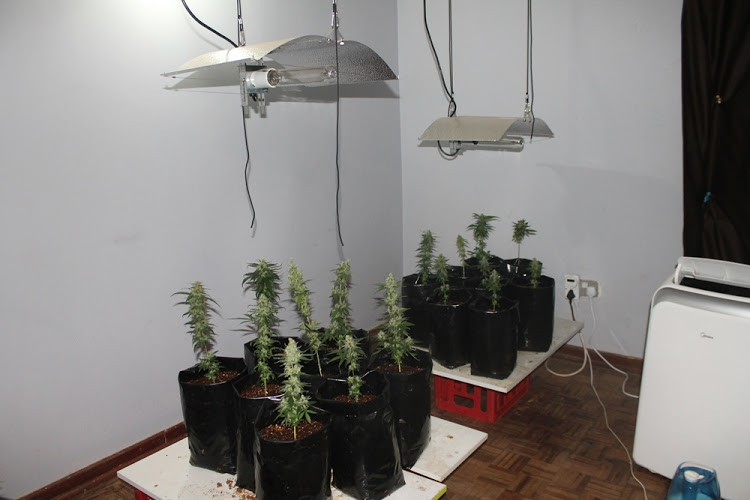 Some of the cannabis plants found inside business property in Lusaka, Zambia, when police raided the property last week.