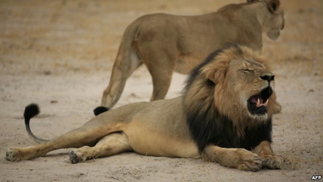今年8月10日的世界狮子日因为津巴布韦一头名叫塞西尔的狮子最近